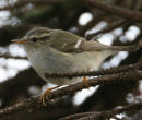 Yellow-browed Warbler